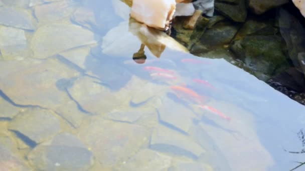 Koi-Fische schwimmen im Gartenteich — Stockvideo