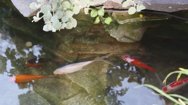 Koi Pesci che nuotano nello stagno d'acqua del giardino — Video Stock