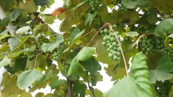 Зеленый виноград на лозе — стоковое видео