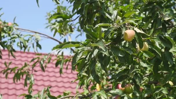 Récolte de pommiers, pommes vertes — Video