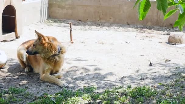 Portret van bruin mooie grote underbred hond met schattig gezicht aan leiband in de buurt van hondenhuis — Stockvideo