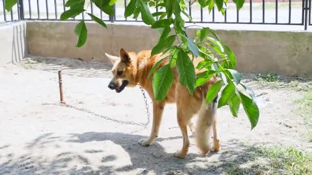 Portret van bruin mooie grote underbred hond met schattig gezicht aan leiband in de buurt van hondenhuis — Stockvideo