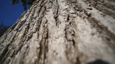 Ağaç kabuğu. yakın çekim