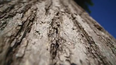 Ağaç kabuğu. yakın çekim