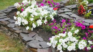 renkli Petunya flowerbed