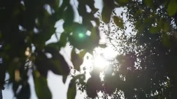 As folhas verdes na árvore com o sol — Vídeo de Stock