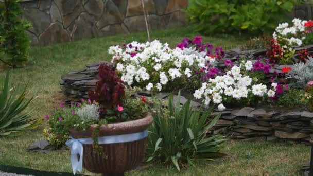 A colorful petunia flowerbed — Stock Video