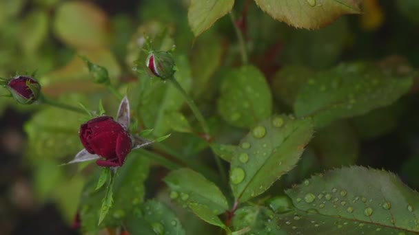 Rose rouge dans les gouttes d'eau après la pluie — Video