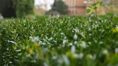 Chernivtsi Ulusal Üniversitesi, Bukovinian ve Dalmaçya Büyükşehir Konutları, Çernivtsi, Ukrayna