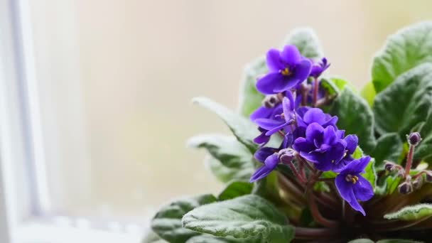 Violette dans le pot — Video