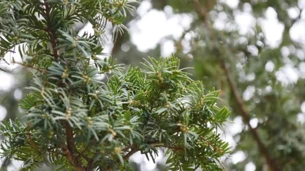 Branche de sapin vert se déplaçant dans la brise légère du vent. Gros plan de la branche du pin — Video