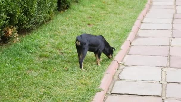 Cane nero che corre all'aperto in un parco — Video Stock