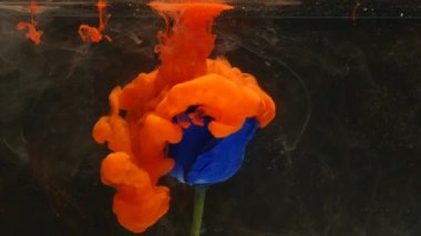 Güzel bir Mavi gül ile karıştırma inanılmaz harika atmosferik atış suda mürekkep