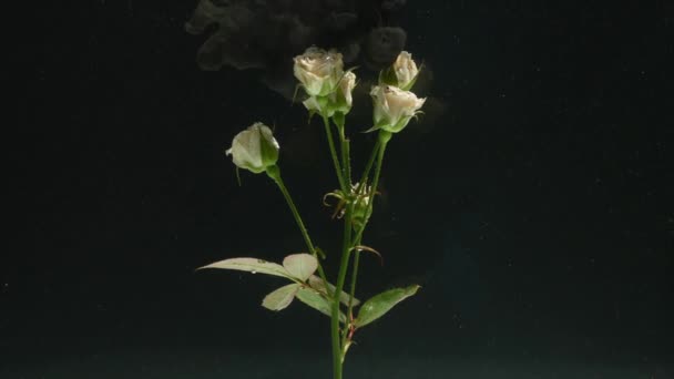 Úžasně krásný atmosférický snímek krásné růže s inkoustem ve vodě — Stock video