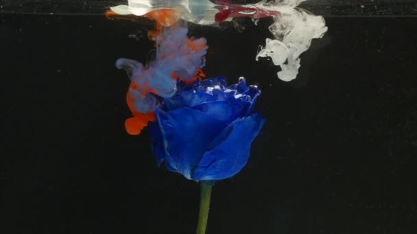 Εκπληκτικά θαυμάσια ατμοσφαιρική πυροβόλησε ένα όμορφο μπλε τριαντάφυλλο ανάμειξη με μελάνι σε νερό — Αρχείο Βίντεο