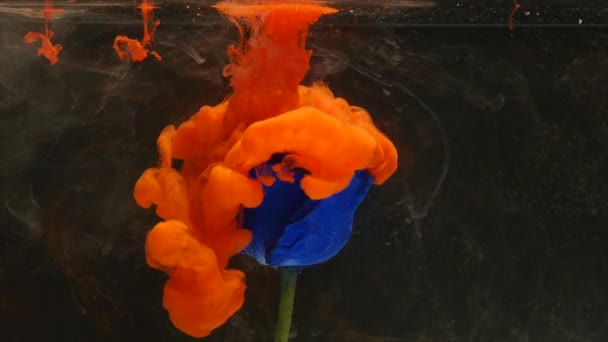 Plan atmosphérique étonnamment merveilleux d'une belle rose bleue mélangeant avec de l'encre dans l'eau — Video