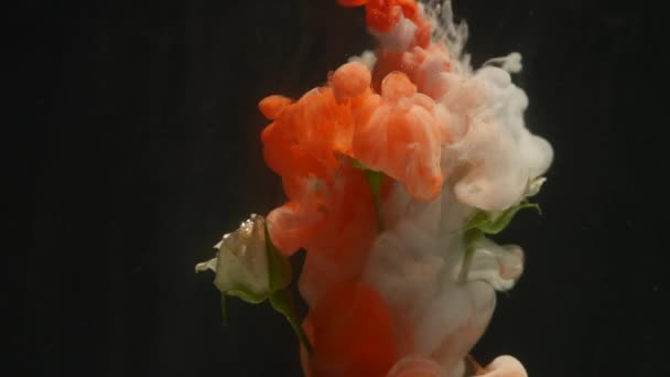 Удивительно прекрасный атмосферный снимок красивой розы, смешивающейся с чернилами в воде — стоковое видео