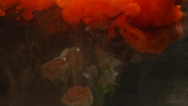Increíblemente maravilloso tiro atmosférico de una hermosa rosa mezclándose con tinta en agua — Vídeo de stock