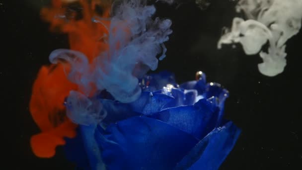 Amazingly wonderful atmospheric shot of a beautiful blue rose mixing with ink in water — Stock Video