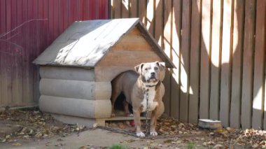 Bir zincir, köpek kulübesi yanında, köpek bahçede köpek. Köyde bir zincir üzerinde bekçi köpeği. Onun köpek kulübesi için kısa zincirle bağlı şirin ülke.