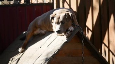 Bir zincir, köpek kulübesi yanında, köpek bahçede köpek. Köyde bir zincir üzerinde bekçi köpeği. Onun köpek kulübesi için kısa zincirle bağlı şirin ülke.