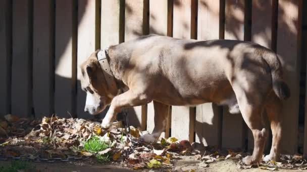 Hund på en kedja, hunden bredvid båset, hunden på gården. Vakthund på en kedja i byn. Söt landet fäst med kort kedja till sin kennel. — Stockvideo