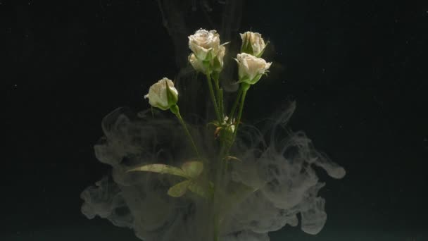 Дивовижний атмосферний знімок красивої троянди, що змішується з чорнилом у воді — стокове відео