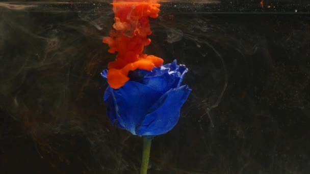 Amazingly wonderful atmospheric shot of a beautiful blue rose mixing with ink in water — Stock Video