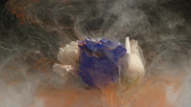 Incredibilmente meraviglioso colpo atmosferico di una bella rosa blu miscelazione con inchiostro in acqua — Video Stock