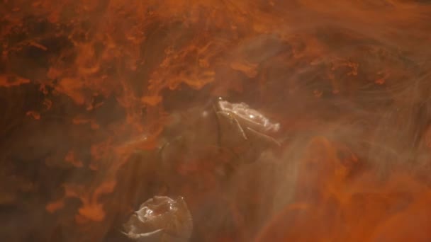 Plan atmosphérique étonnamment merveilleux d'une belle rose mélangeant avec de l'encre dans l'eau 