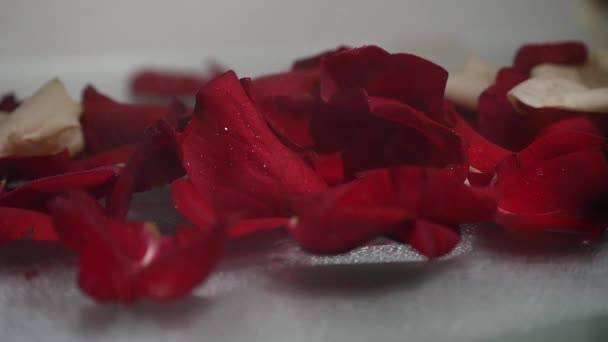 Pétales de rose rouge sur fond blanc — Video