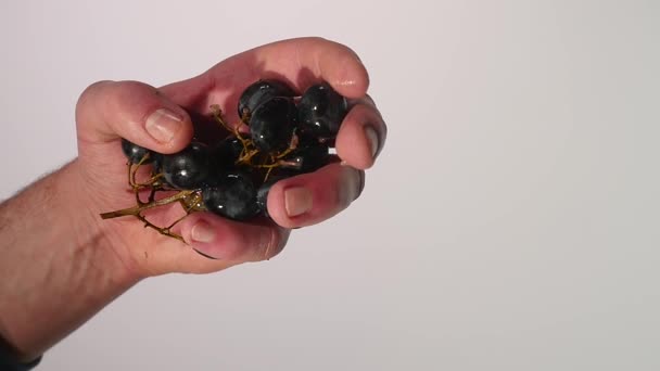 Zerquetschen lila Trauben in der Hand auf weißem Hintergrund — Stockvideo