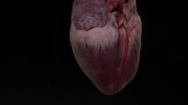 kalp kan içinde belgili tanımlık akvaryum siyah arka plan üzerine