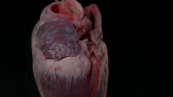 Corazón con sangre en el acuario sobre fondo negro — Vídeo de stock