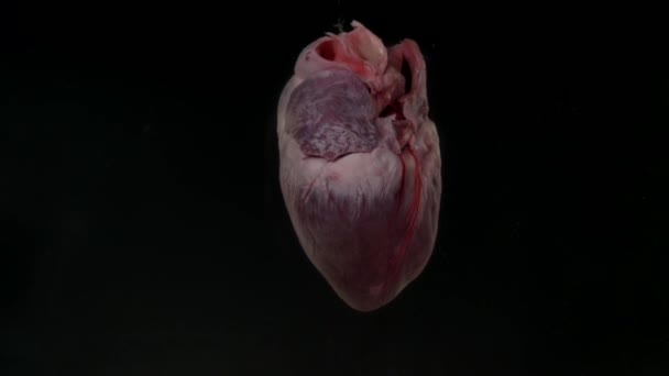 Coeur avec du sang dans l'aquarium sur fond noir — Video