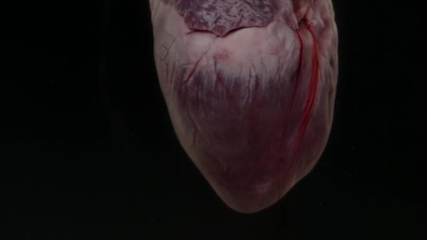 Corazón con sangre en el acuario sobre fondo negro — Vídeos de Stock