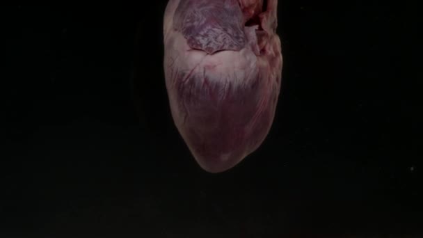 Srdce s krví v akváriu na černém pozadí — Stock video