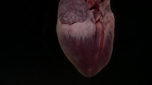 Corazón con sangre en el acuario sobre fondo negro — Vídeos de Stock