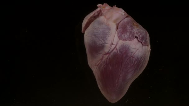 Серце з кров'ю в акваріумі на чорному тлі — стокове відео
