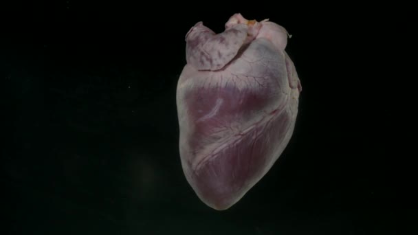 Heart with blue ink in the aquarium on black background — Stock Video