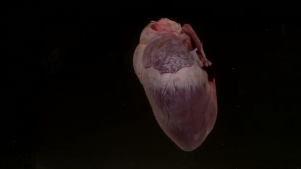 Serce w akwarium na czarnym tle — Wideo stockowe
