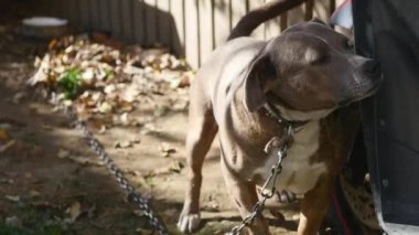 Bir zincir, köpek kulübesi yanında, köpek bahçede köpek. Köyde bir zincir üzerinde bekçi köpeği. Onun köpek kulübesi için kısa zincirle bağlı şirin ülke.