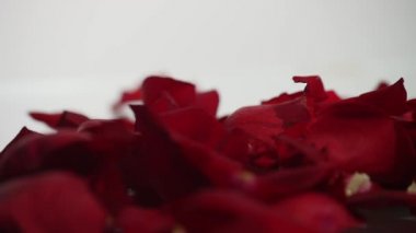 Beyaz arkaplanda kırmızı gül yaprakları