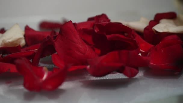 Red rose petals on a white background — Stock Video