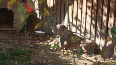 Bir zincir, köpek kulübesi yanında, köpek bahçede köpek. Köyde bir zincir üzerinde bekçi köpeği. Onun köpek kulübesi için kısa zincirle bağlı şirin ülke.