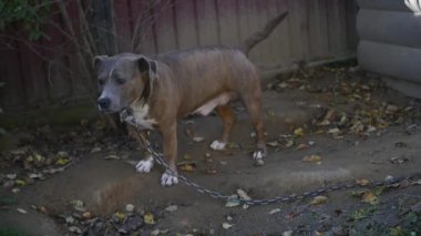 Bir zincir, köpek kulübesi yanında, köpek bahçede köpek. Köyde bir zincir üzerinde bekçi köpeği. Onun köpek kulübesi için kısa zincirle bağlı şirin ülke.