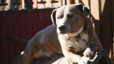 Bir zincir, köpek kulübesi yanında, köpek bahçede köpek. Köyde bir zincir üzerinde bekçi köpeği. Onun köpek kulübesi için kısa zincirle bağlı şirin ülke.