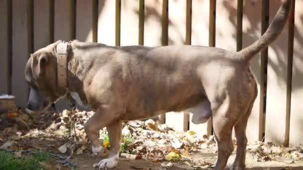 Bir zincir, köpek kulübesi yanında, köpek bahçede köpek. Köyde bir zincir üzerinde bekçi köpeği. Onun köpek kulübesi için kısa zincirle bağlı şirin ülke. — Stok video