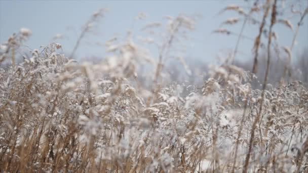 Hierba seca en la nieve a la luz del sol del día soleado — Vídeos de Stock