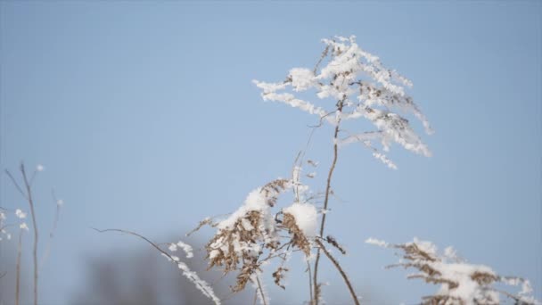 Suché trávy v sníh ve slunečním světle slunečného dne — Stock video